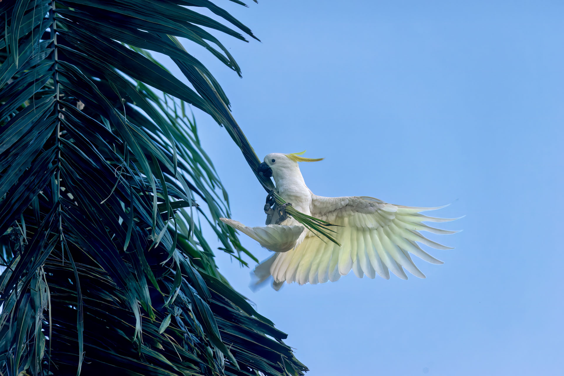 Kakadu National Park - Gubara Pools Walk - Gelbhaubenkakadu